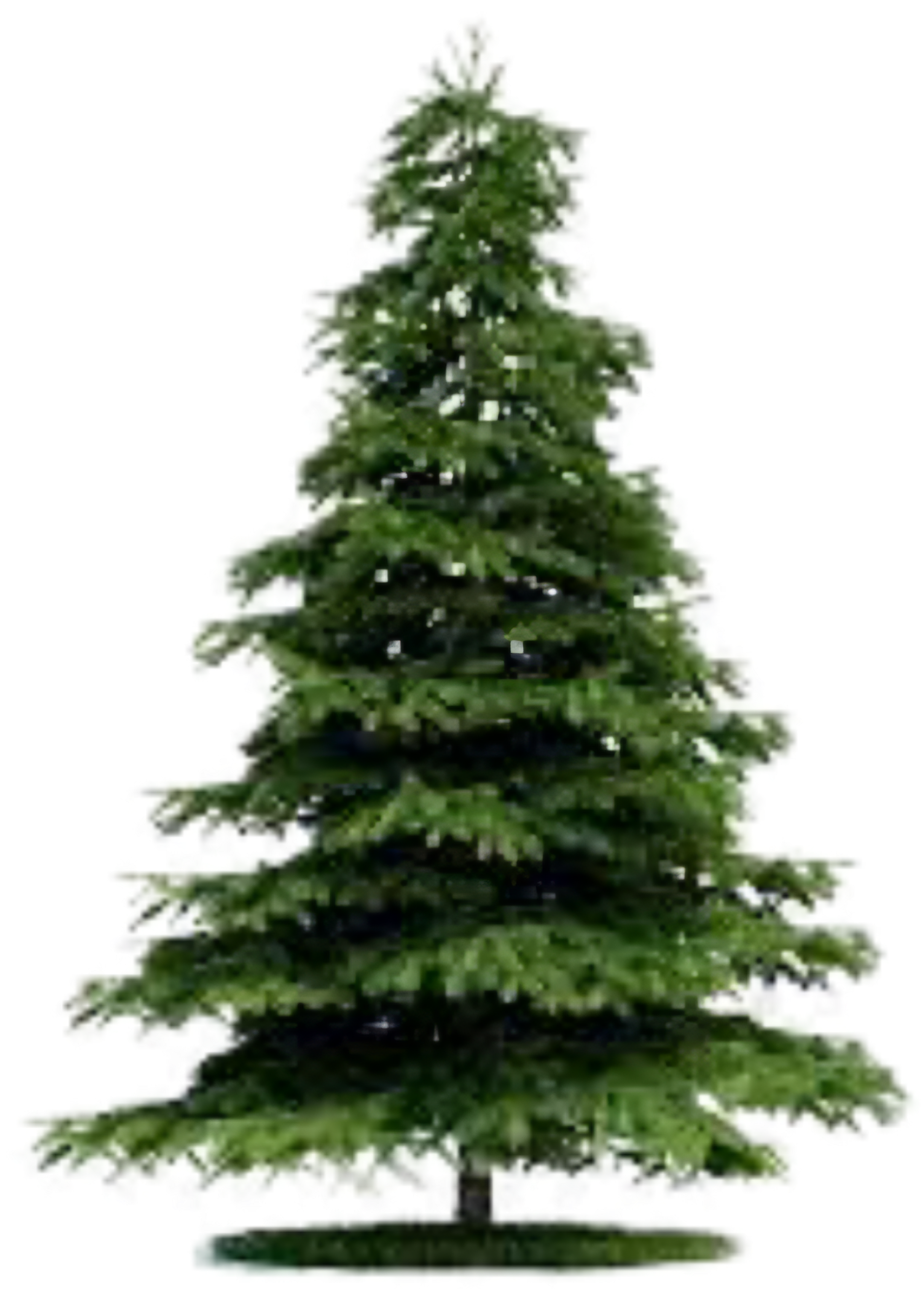 Pine Tree